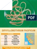 Diphyllobothrium Pacificum