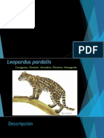 Leopard Us
