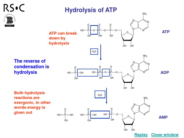 ATP Hydrolysis Explained | PDF | Science & Mathematics | Technology ...
