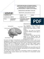 Sistema Nervioso Central