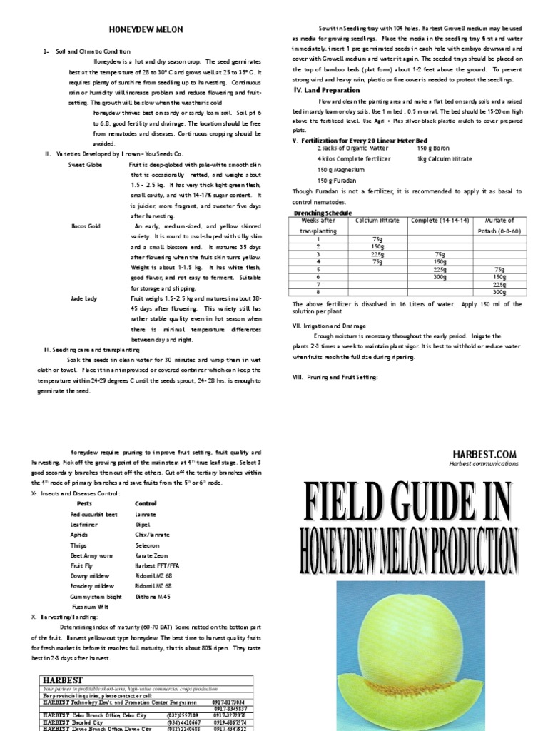 Honeydew Melon Production PDF Seedling Seed