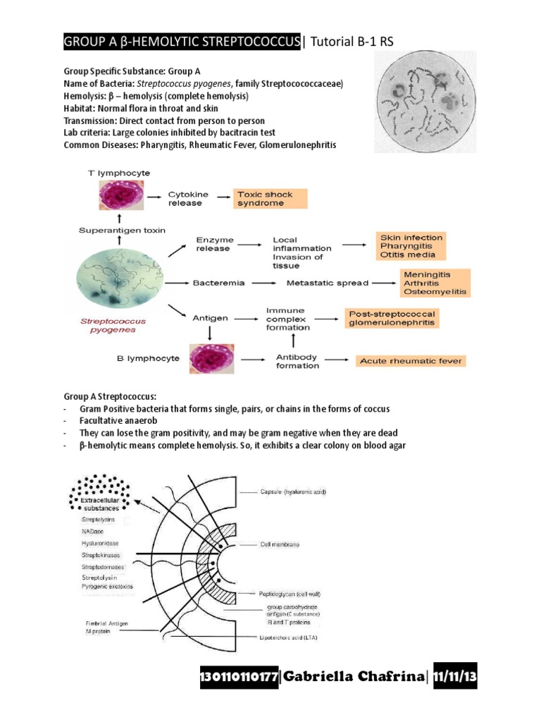 Group A Β-Hemolytic Streptococcus: - Tutorial B-1 RS | PDF ...