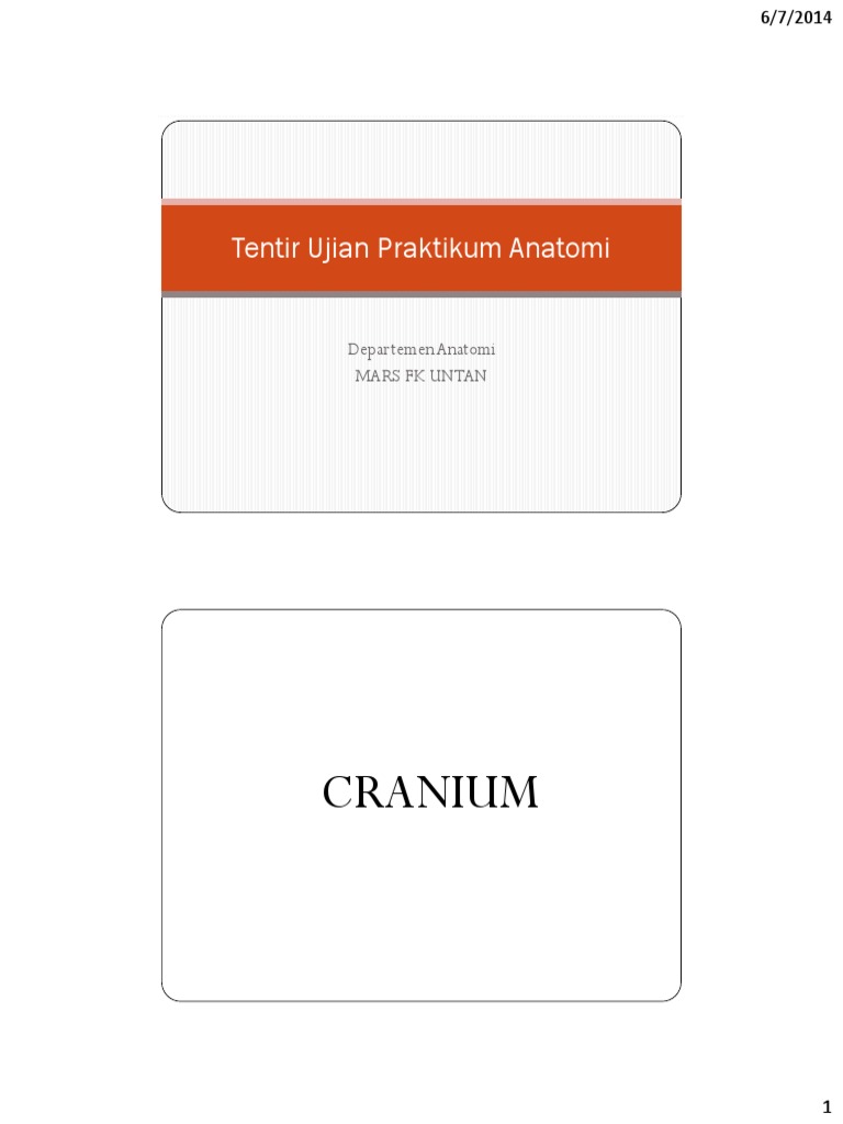 Anatomy Practicum: Cranium & Brain Structures | PDF