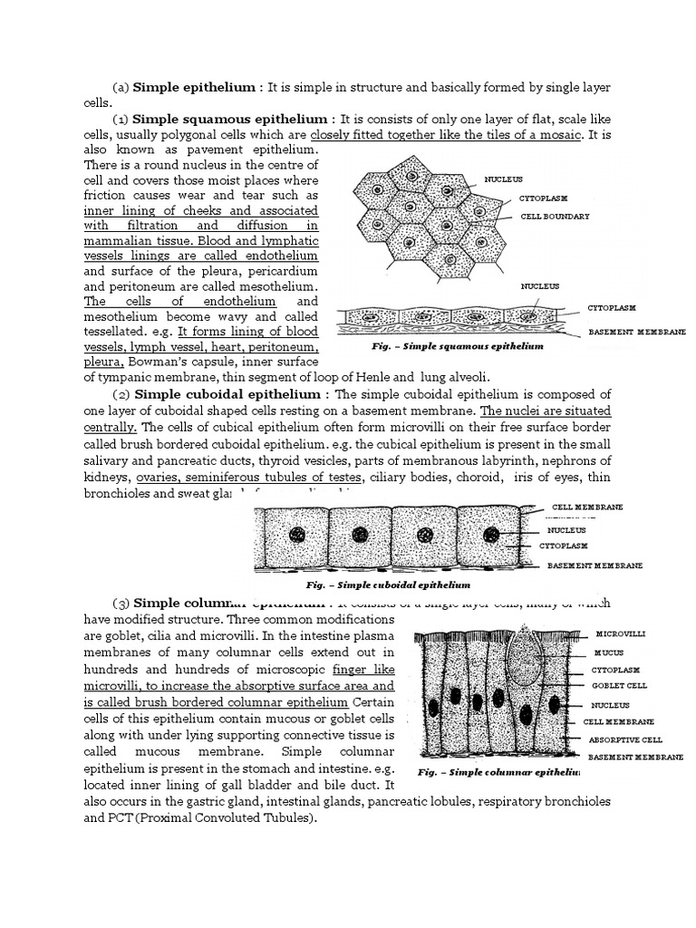 Simple Tissue | Epithelium | Anatomy