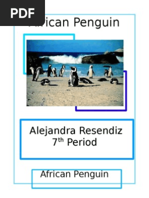 African Penguin