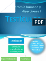 Testículos