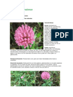 Trifolium pratense