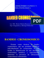 Bandeo cromosómico y técnicas de bandas GTG, Q, R y C