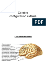 Cerebro Ycerebelo Configuracin Externallll