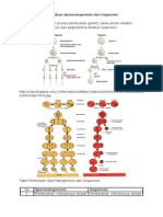 Perbedaan Spermatogenesis Dan Oogenesis