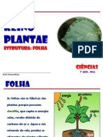 Reino Plantae Folha 2014.