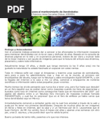 Guia para El Mantenimiento de Dendrobates