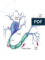 Neuron