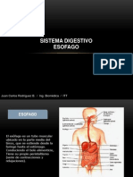 Sistema Digestivo ESOFAGO (Autoguardado)