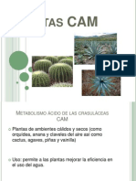 Plantas CAM