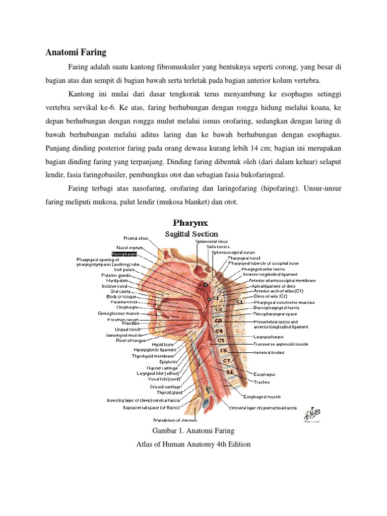 Anatomi Faring Laring Tonsil Anatomi Faring Laring Tonsil