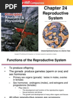 24 Lecture PPT - Reproductive System