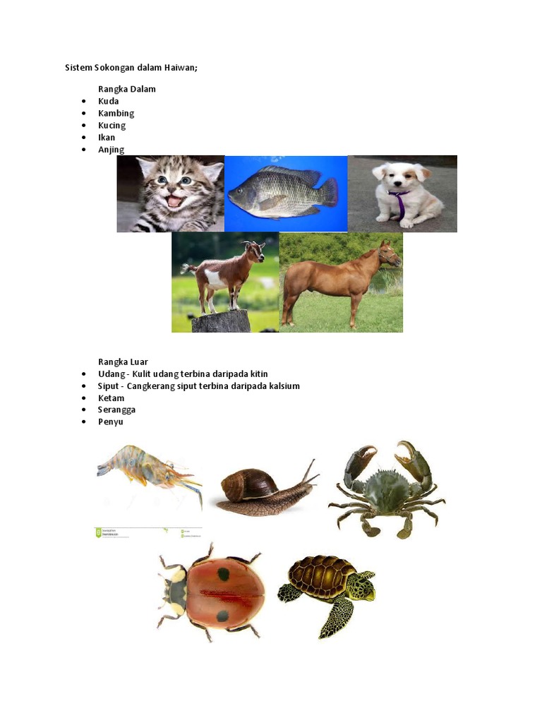 Sistem Sokongan Dalam Haiwan Pdf