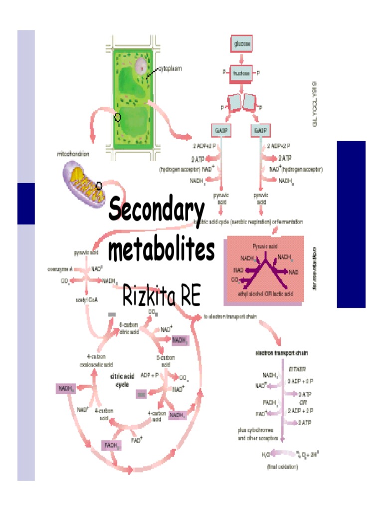 Secondary Metabolites Phenols Metabolism