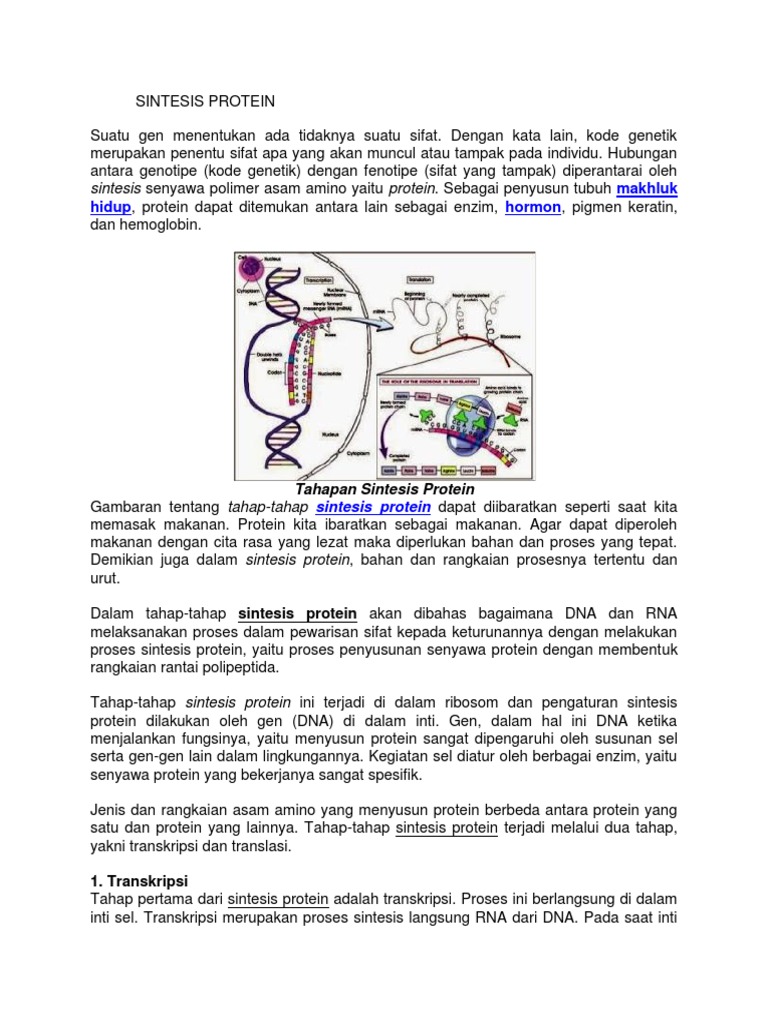 Proses Sintesis Protein dan Translasi | PDF