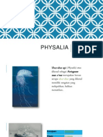 Physalia