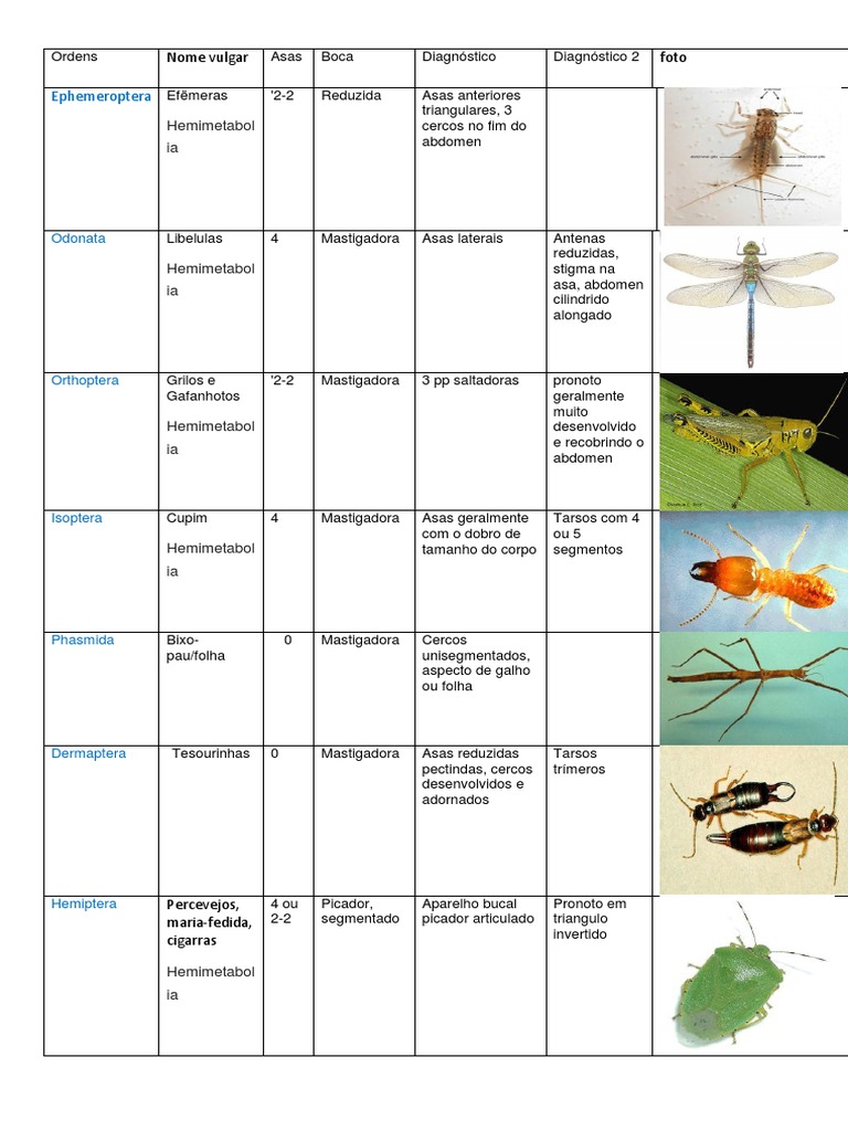 Tabela Insetos PDF Hexapoda Insetos