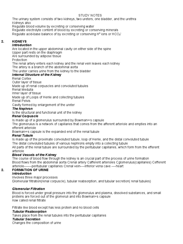 Urinary System Study Notes | PDF | Kidney | Genitourinary System