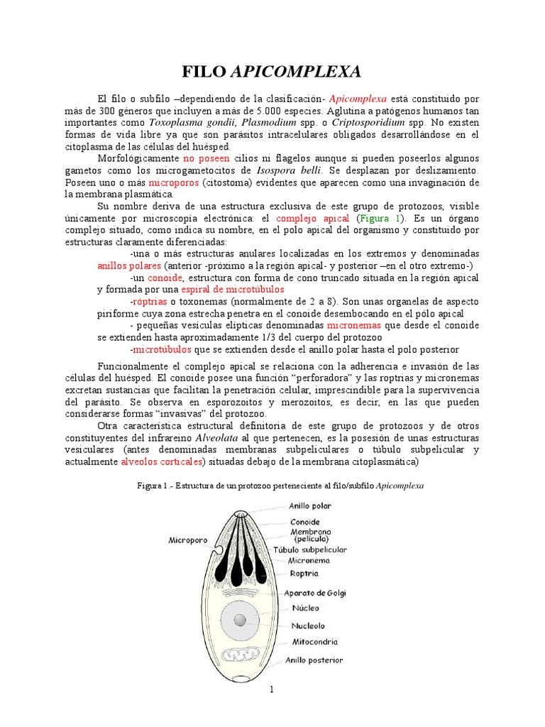 Estructura y Ciclo Biológico de Apicomplexa | PDF | Biología | Salud y ...