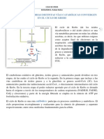 Ciclo de Krebs