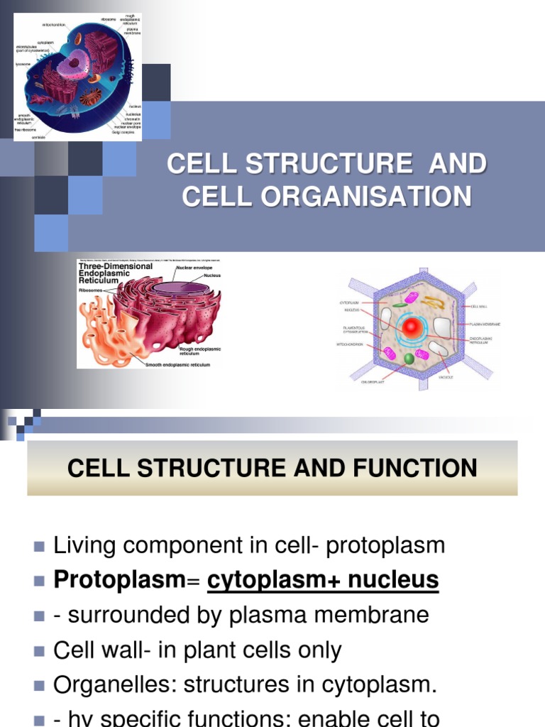 CHAPTER 2 | Tissue (Biology) | Endoplasmic Reticulum