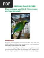 Burung Merbah Daun