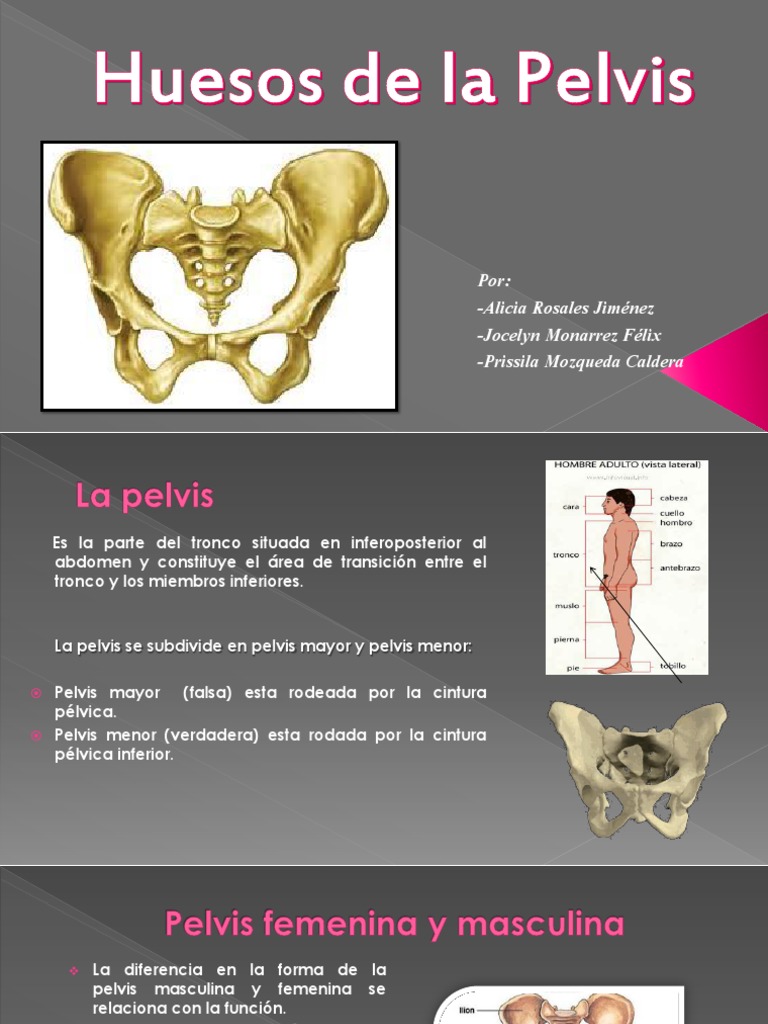 Pelvis Verdadera Y Pelvis Falsa