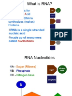 Rna PPT Revised1