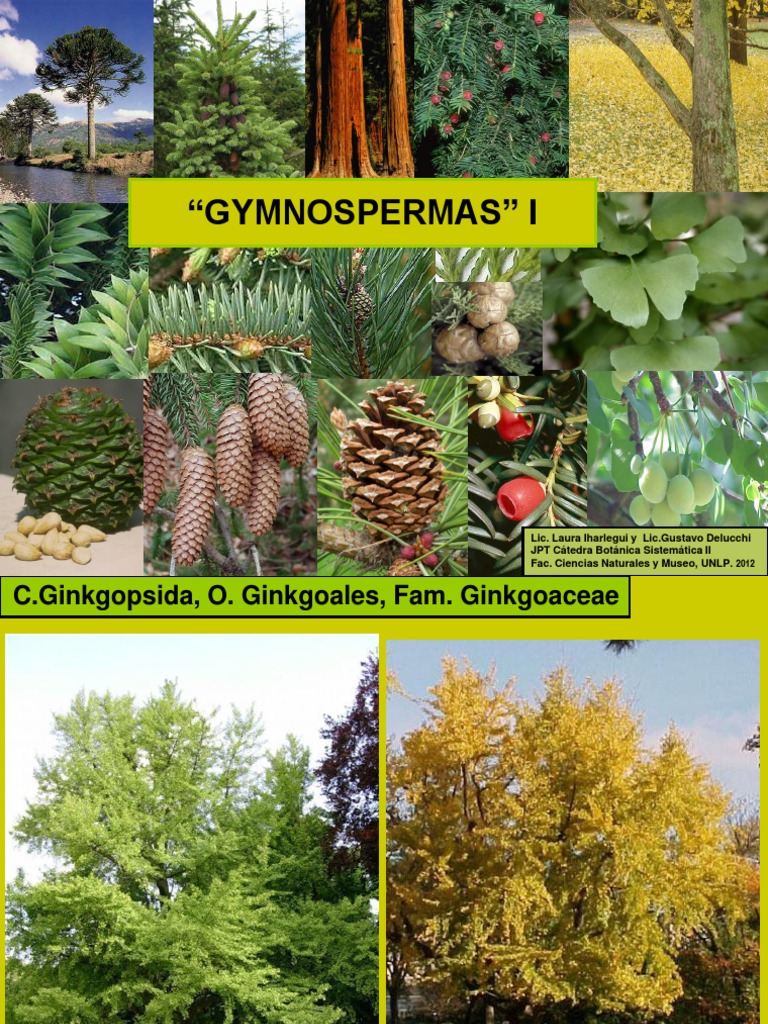 Pinophyta Examples
