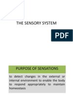 The Sensory System