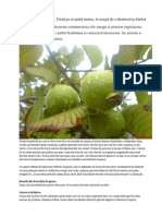 Guava - Fructul Care Te Scapa de Colesterol Si Diabet