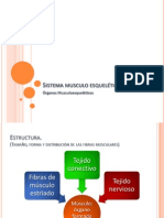 6 Componentes Del Sistema Musculo Esquelético