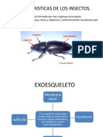 Caracteristicas de Los Insectos