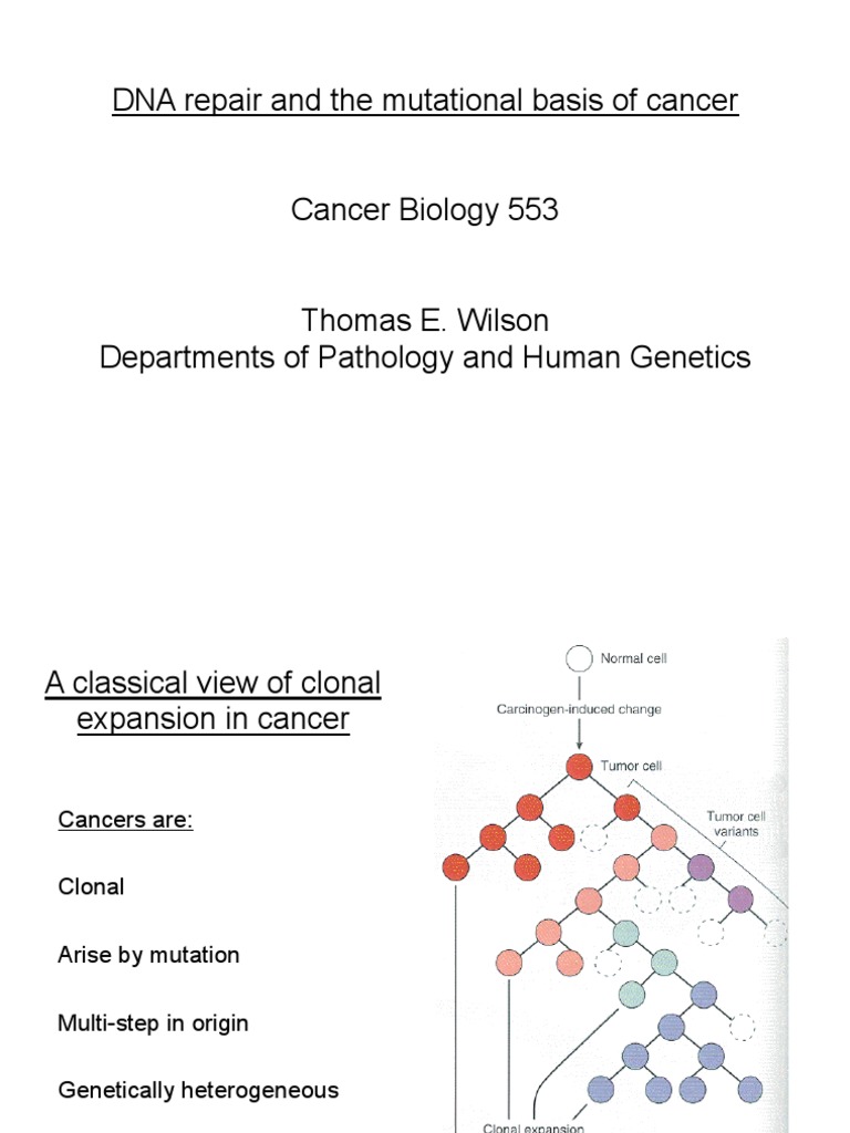 DNA Repair Mechanisms in Cancer | PDF | Dna Repair | Ultraviolet
