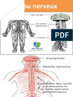 Tissu Nerveux
