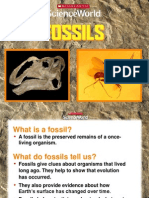 SW Powerpoint Fossils