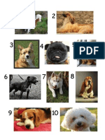 Quiz Picture Round Dogs