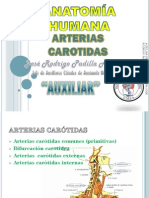 Arterias Carótidas PDF