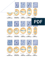 Mitosis y Meiosis