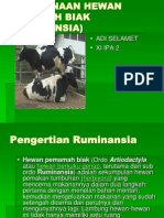 Pencernaan Hewan Pemamah Biak (Ruminansia)