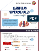 Glándulas Suprarrenales