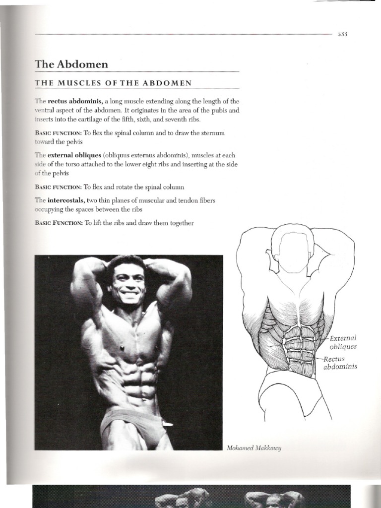 Bodybuilders and Oblique Training | PDF | Abdomen | Adipose Tissue