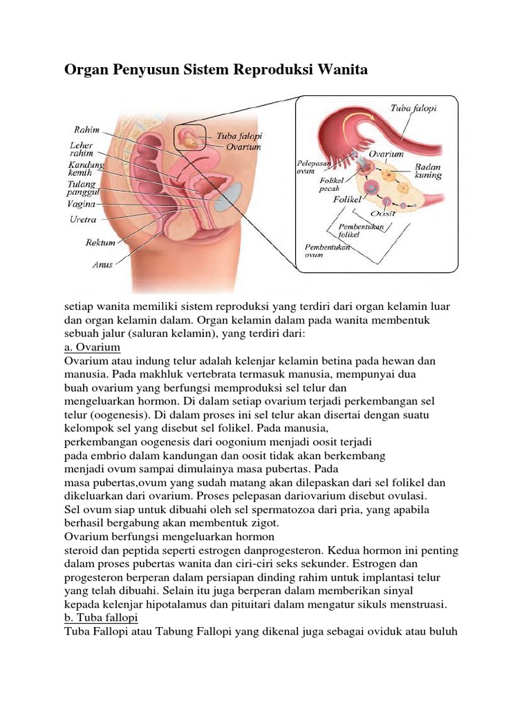 Organ Penyusun Sistem Reproduksi Wanita Pdf