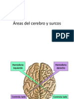 Áreas Del Cerebro y Surcos