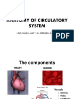 Anatomy of Circulatory System